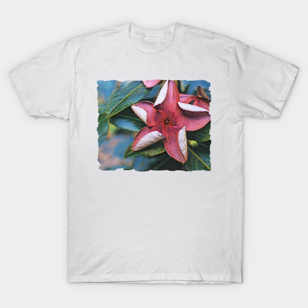 Vinca Flower Opening T-Shirt by PhotoArts